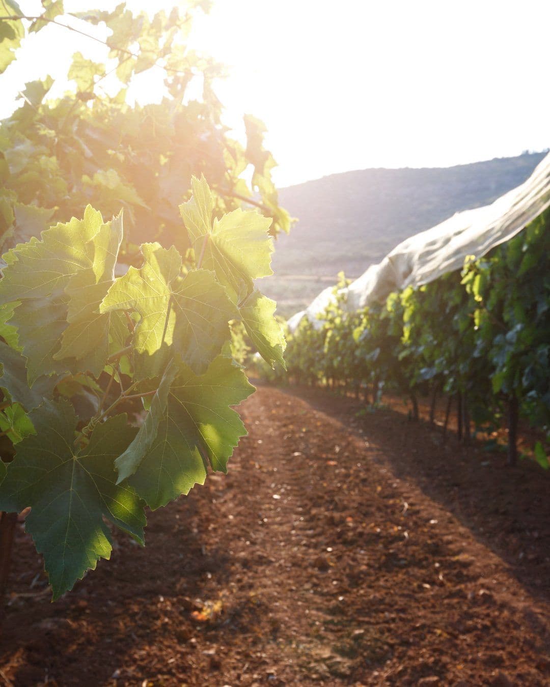 En av världens största vinproducenter – därför riktas blickarna mot Spanien
